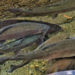 Uttarakhand Becomes First Himalayan State to Export Trout to Nepal, Supply ITBP